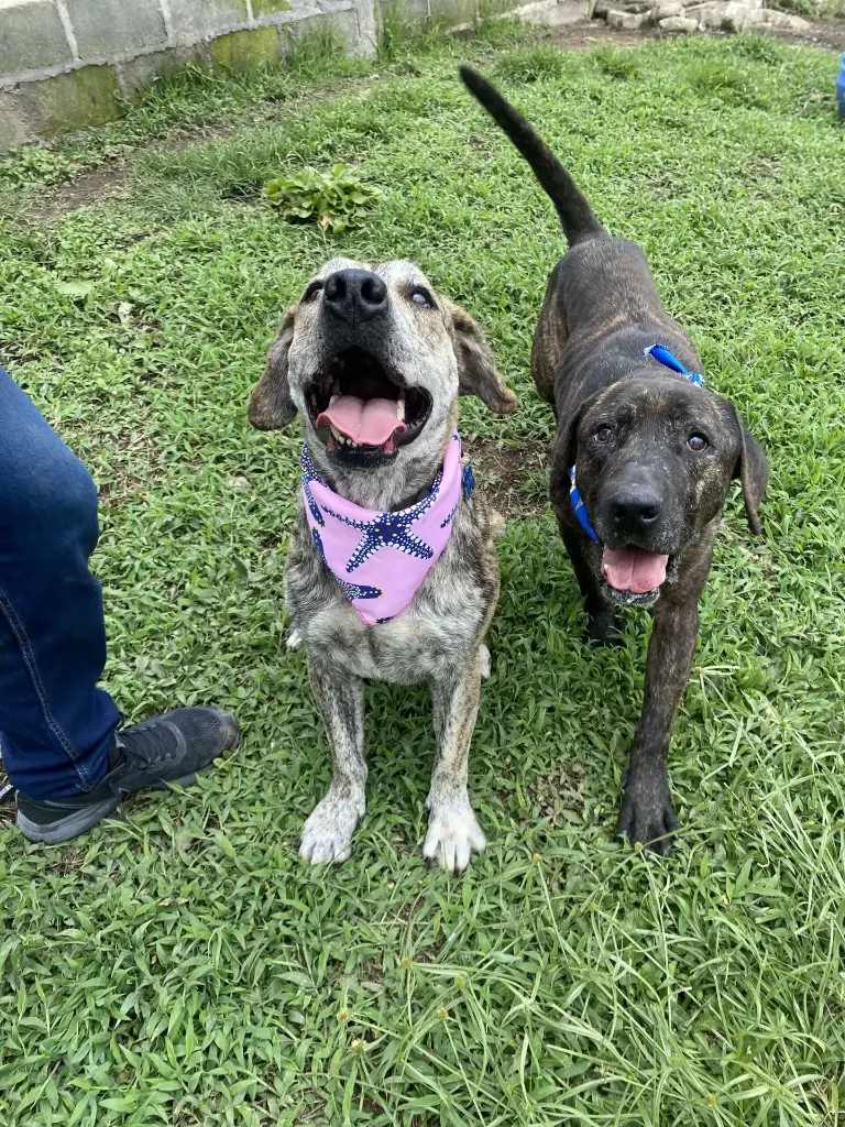 Guardería Mensual para Rescate Animal (Menor a 10Kg)
